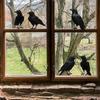 Black Halloween Crow Glass Showcase Bedroom Home Decoration Wall Stickers