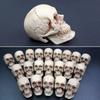Mini Artificial Skull For Anatomical Scenes Perfect For Home Decor And Gifts