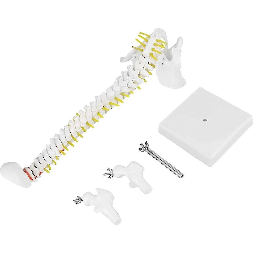 Biological Model 45cm Anatomical Flexible Human Spine Vertebral Lumbar