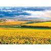 2000 Piece Jigsaw Puzzle - Sunset In a Beautiful Sunflower Field, Popular Korean Puzzle