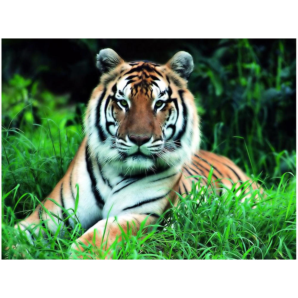 

DIY 3D Алмазная картина Животное Тигр Вышивка Крестом Стежок Главная Декор Full Round 20x25CM