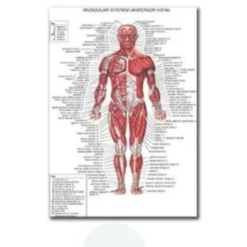 Muskuļu sistēmas plakāti un drukas Anatomijas
