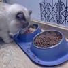 Stainless Steel Mess Proof Elevated Pet Bowl Anti-flip Stable Dog Cat Food Water Bowls Detachable Protect Cervical Spine
