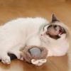 Interactive Cat Toy Ball Funny Cat Toys Automatic Motion Activated Moving Ball Anti-Depression Pet Toy for Indoor Cats