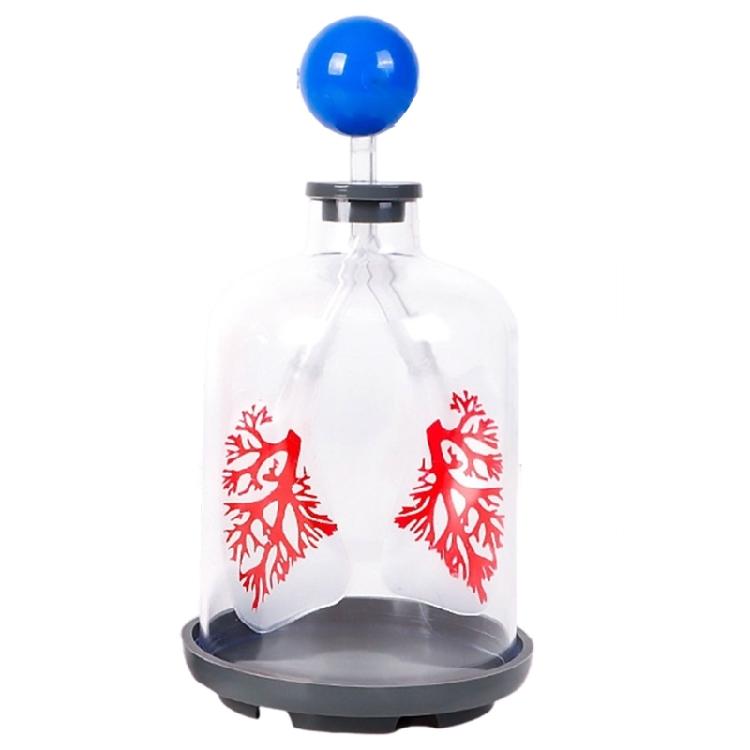Biology Teaching Aid Demonstrating Diaphragm Action And Gas Exchange In Respiratory Large Size For Clear Instruction