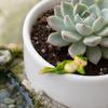 Small Plant Pot Decor Micro Landscape Ornament, Mini Frog Violin Playing Statue, Durable Resin Elegant Art Waterproof Hand-Painted Figurines,