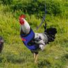  Chicken Rope With Leash And Matching Belt,Comfortable Hen Pet Vest