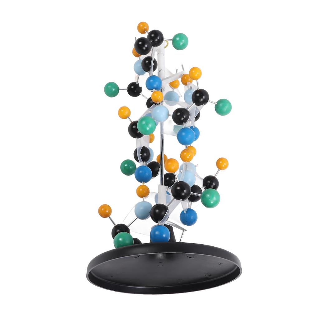 Proteinmolekülmodell aus Kunststoff QH3212‐2 Molekülstrukturmodell für den Unterricht in der Schule