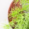 Nordic Artificial Cypress Pine Rattan Wall Hanging for Home and Wedding Décor
