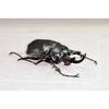 BACALYSO | Nirvana Acteon Elephant Beetle Figure, Refrigerator Ornament, Magnetic, Realistic, Adult, Illustrated, Insect, Beetle, Resin, Adult-Friendl