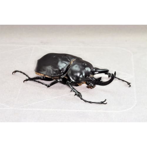 BACALYSO | Nirvana Acteon Elephant Beetle Figure, Refrigerator Ornament, Magnetic, Realistic, Adult, Illustrated, Insect, Beetle, Resin, Adult-Friendl