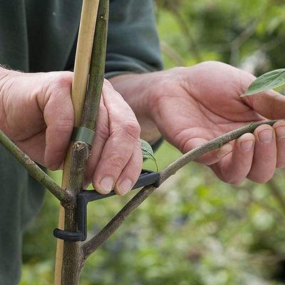 10 stuks fruitboomtakkenhouder, fruittakspreider, boomtakondersteuningsframe