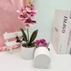 Phalaenopsis Potted Flower Plant For Wedding Home And Commercial Decoration