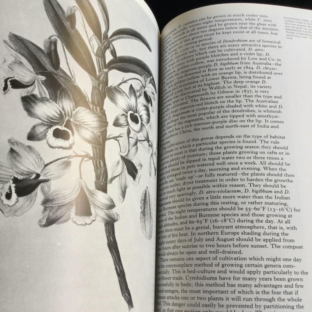[USED] Orchids, botanical art, illustrated book, orchids, foreign books, orchids, orchids, flowers
