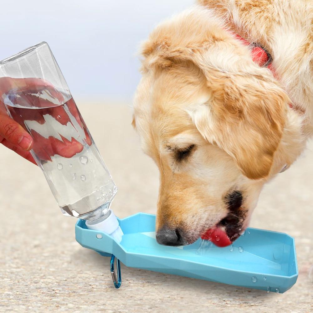 dog drinking water bottle