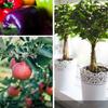 Pro Garden Pruning Shears Lengthened Tree Flower Scissors Hand Bonsai Clippers Fruit Vegetables Picking Snips Standard Hand Tool