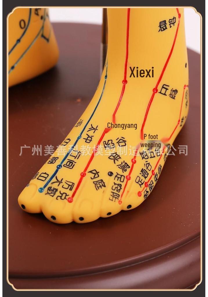 Traditional Chinese Medicine Acupuncture Model: Full-Body Meridian Acupoint Diagram for Needle Practice