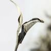 Yunnan Jinggu Moonlight White Raw Pu Erh Tea Buds Loose Leaf 100g Premium
