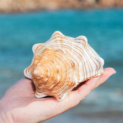 Ozeanmuschel Natur Große Muscheln für Ideal für Hochzeitsfeier Dekoration X3UC