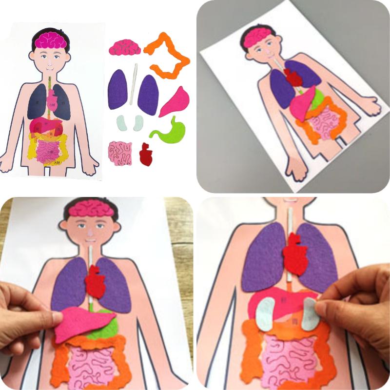 Body Human Organ Puzzle Science Educational Diy Set Cognitive Development Kids
