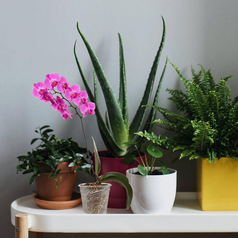 10 Pcs Orchid Pot Plastic Pots Indoor Plant Flower Planter for Orchids Plants Outdoor Transparent Flowerpot