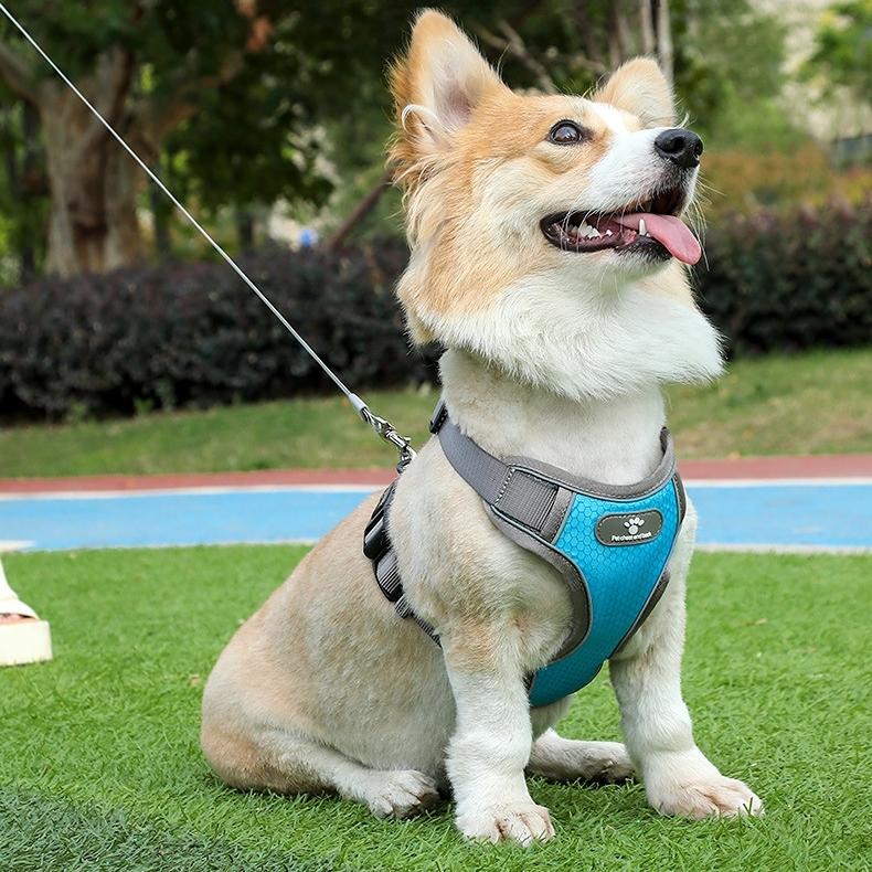 Astro Blue Training Harness For Walking Dogs, Size S