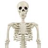 36" Halloween Posable Skeletons Full Body Plastic Human Bone Model with Movable Joints for Yard Haunted House Indoor Outdoor Decor