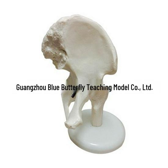 1:1 Human Skeletal Joint Model: Knee, Shoulder, Elbow, Hand, Foot, Hip