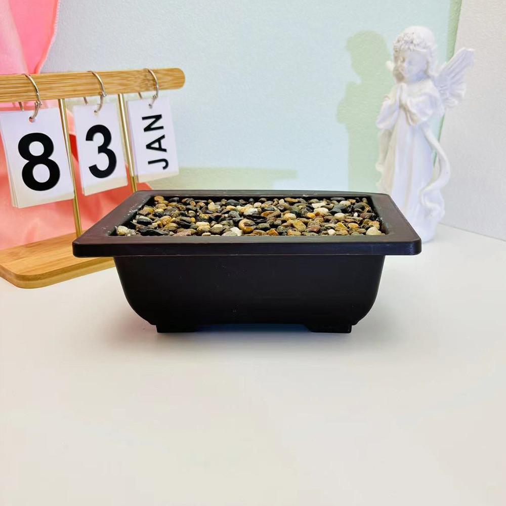 Flowerpot With Simulated Rainflower Rocks For Office Or Living Room Decor