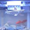 Unpainted Shark Skeleton Hideaway House 3D Printed Aquarium Underground Cave  Aquarium