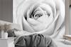 Wallpaper White rose flowers macro