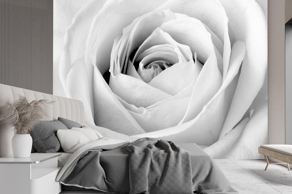 Wallpaper White rose flowers macro