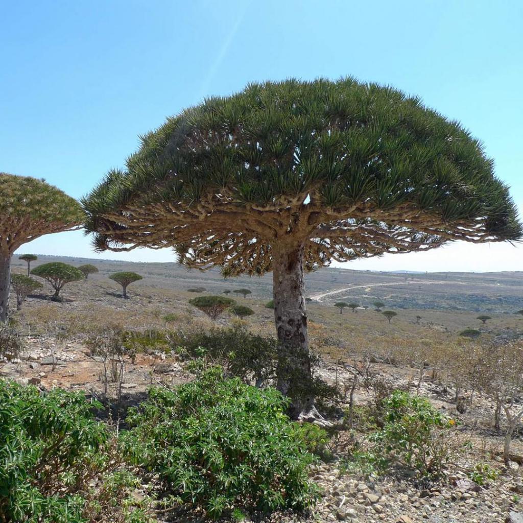 Buy 10 Pcs Dragon Blood Tree Seeds Giant Plants Garden Yard Decor Ornamental Bonsai At Affordable Prices Free Shipping Real Reviews With Photos Joom Buy 10 Pcs Dragon Blood Tree Seeds Giant Plants Garden Yard Decor Ornamental Bonsai At Affordable Prices Free Shipping Real Reviews With Photos Joom