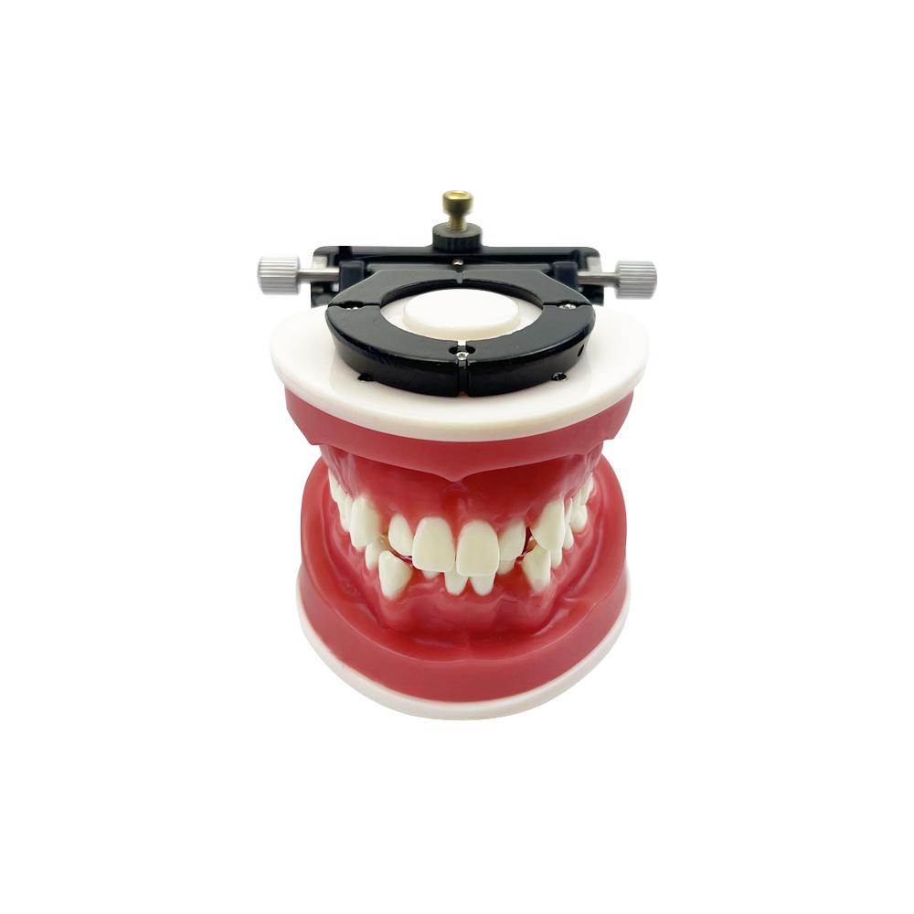 Dental Orthodontic Model Typodont Teeth Model For Dental Technician Practice Training Teaching   Ortho Bracket Treatment Models