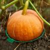 Obstschale, Haushalts-Wassermelonenschale, Korrosionsbeständiger Halter für Gartenbauobst, Stabile Westliche Schale