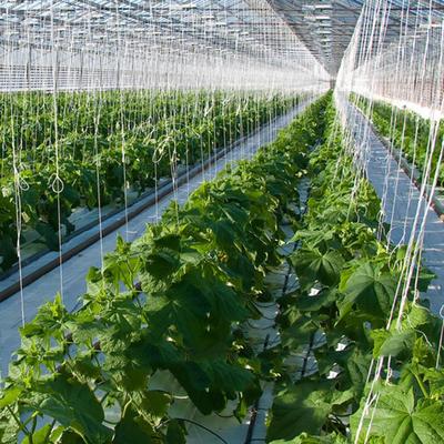 2x 15M Garden Tomato Hook Vegetable Clamps For Farms Planting