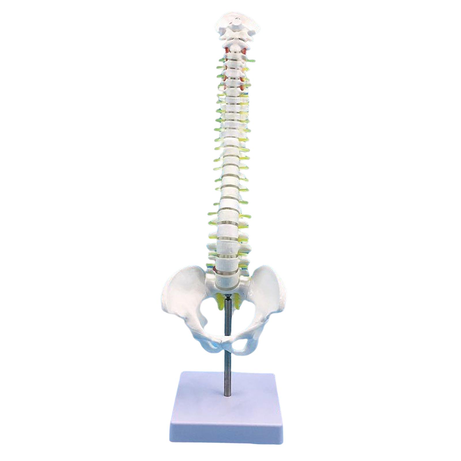 Human Spine Model Spinal Cord Model Desktop Decoration Skeleton with Base Vertebral Column Model for Education Tool Teaching
