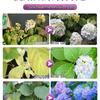 Concentrated Hydrangea Fertilizer Spray for Potted Plants