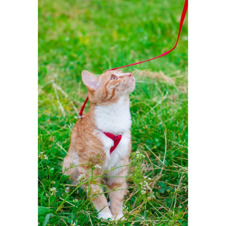 Automatic Dog Leash Blue 3m - Strong and Comfortable to Use up to 11kg
