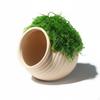 Pești și animale marine – Decorul acvariului