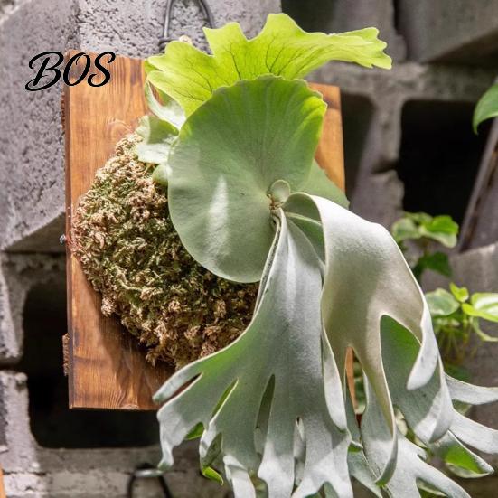 Easy Hang Plant Mount Staghorn Fern Mounting Kit Wooden Board Hanger Rustic Wall Decorative Planter for Ferns Orchids Air Plants Indoor Outdoor Decor