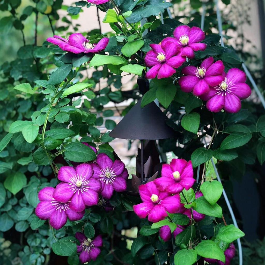 Wrought Iron Parrot Bird House & Feeder Ornament for Garden Cockatiel