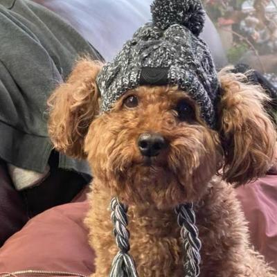 Giyim ve ayakkabı – Köpek için şapkalar