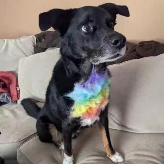 12 Pezzi Bastoncino Colorante per Pelo di Animale Cane Vernice Colorante per Pelo Pennarelli Temporanei Colore Capelli Sicuro Stick per Styling Accessori per Animali