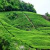 100g Caicheng White Moonlight Puer Raw Tea, Fragrant Old Pu Erh Moonlight Beauty