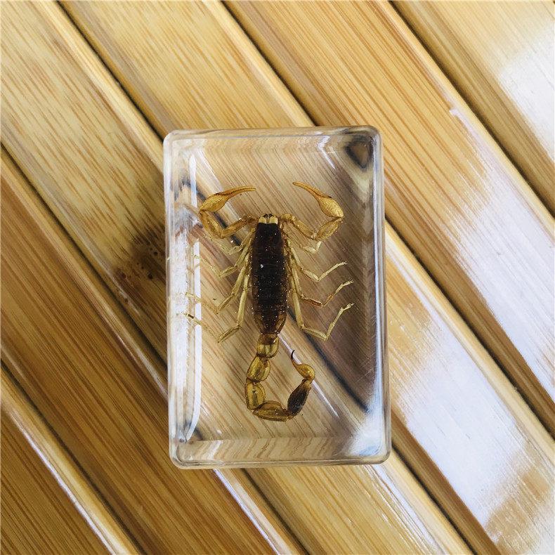 Okazy Owadów: Prawdziwy Pająk, Skorpion, Osa Błotna w Przezroczystej Żywicy do Nauczania i Dekoracji