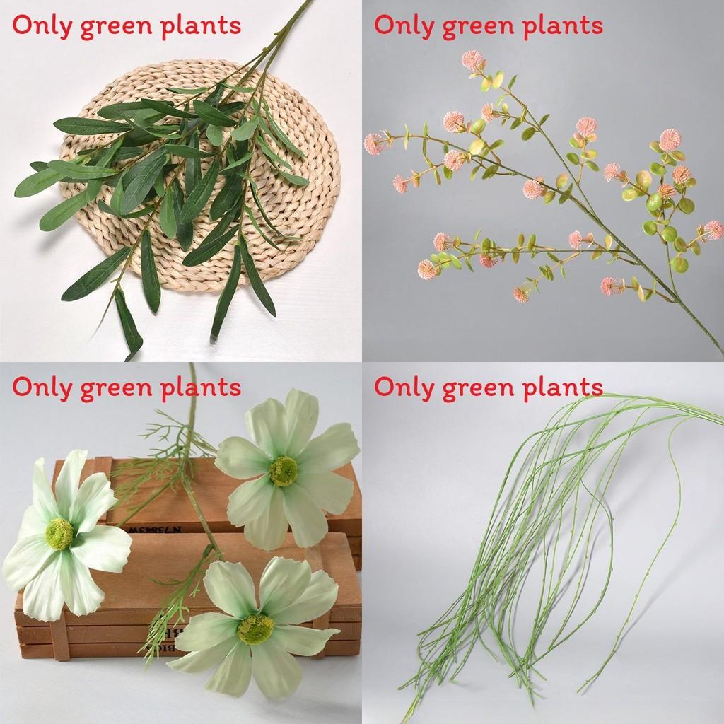 Pyszna Monstera Liebm I Eukaliptus Cytrynowy Hook Zielone Rośliny Dekoracyjne