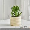 Premium Artificial Succulent Plant with Glass Pot