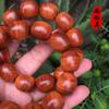 Thuja Aged Material Jujube 1.2x1.8x2.0 High Oil Density Milky Fragrance Buddha Beads Bracelet