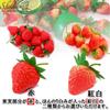 Strawberry Food 50 Realistic Strawberry Fruit S.fields.inc Samples, Pieces, Models, 3.5cm (Red)